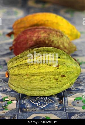 566 Kakaoschoten trinitarischer Sorte auf einem Tisch in einem Bauernhof an der soziokulturellen Ruta del Cacao-Route in verschiedenen Reifestadien. Baracoa-Kuba. Stockfoto