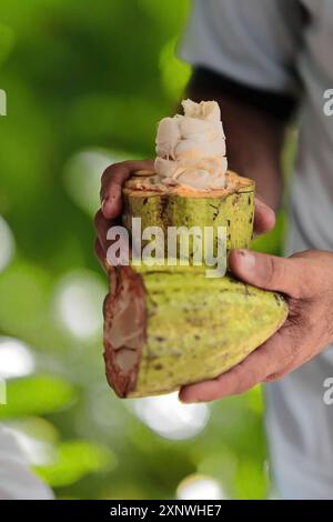570 offene Kakaoschote trinitario mit Bohnen in Zellstoff, auf einem Bauernhof an der soziokulturellen Ruta del Cacao Route nördlich der Stadt. Baracoa-Kuba. Stockfoto
