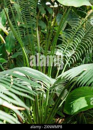 Cycas circinalis, auch bekannt als die Königin Sago. Blumenzucht, Anbau exotischer Pflanzen in Gewächshäusern. Sonnenlicht auf grünen Blättern tropischer Sträucher und tr Stockfoto