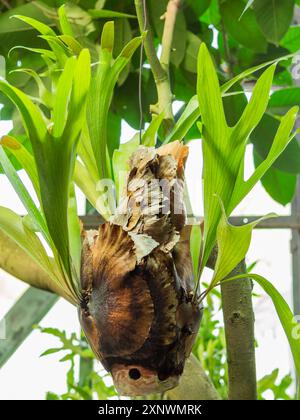 Nahaufnahme von Platycerium bifurcatum, dem elkhornfarn oder gewöhnlichem Staghornfarn. Blumenzucht. Anbau exotischer Pflanzen im Gewächshaus. Stockfoto