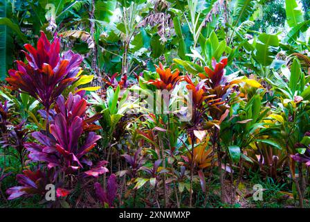 Red Ti Pflanzen und Bananenbäume im Maui Rainforest, Hawaii Stockfoto