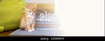 Einheimisches Ingwer verspieltes süßes Kätzchen, das auf dem Teppich sitzt. Banner, Kopierbereich Stockfoto
