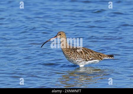 Eurasischer Brach / gewöhnlicher Brach (Numenius arquata), der im Sommer im Flachwasser des Teichs im Salzmarsch entlang der Nordseeküste auf der Suche ist Stockfoto