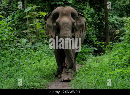 Elefant im Dschungel, Mekong Elephant Park, Pakbeng, Laos Stockfoto