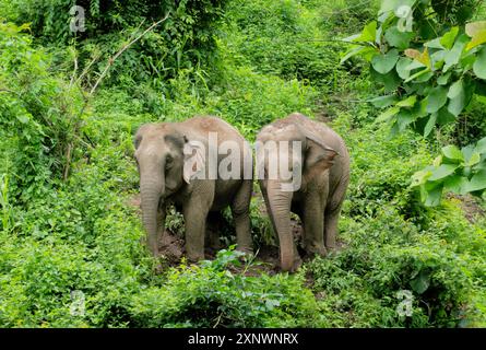 Elefanten im Dschungel, Mekong Elephant Park, Pakbeng, Laos Stockfoto