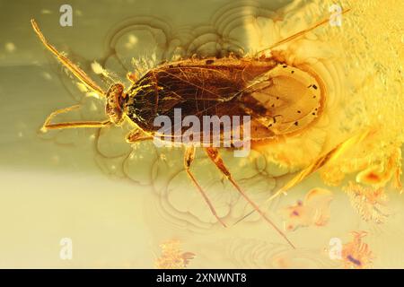 Blumenkäfer (Anthocoridae) mit baltischem Bernstein getränkt Stockfoto