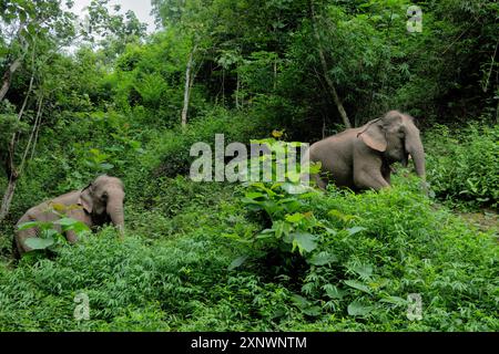 Elefanten im Dschungel, Mekong Elephant Park, Pakbeng, Laos Stockfoto