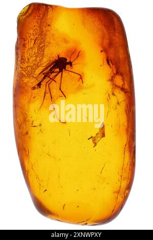 Männlicher, nicht beißender Mist (Chironomidae), mit Bernstein bespritzt, aus Bitterfeld, Deutschland, isoliert auf weißem Hintergrund Stockfoto