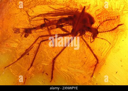 Männlicher, nicht beißender Mist (Chironomidae) mit Bernstein aus Bitterfeld, Deutschland Stockfoto