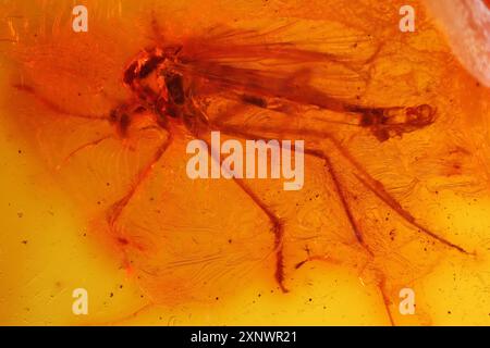 Männlicher, nicht beißender Mist (Chironomidae) mit Bernstein aus Bitterfeld, Deutschland Stockfoto