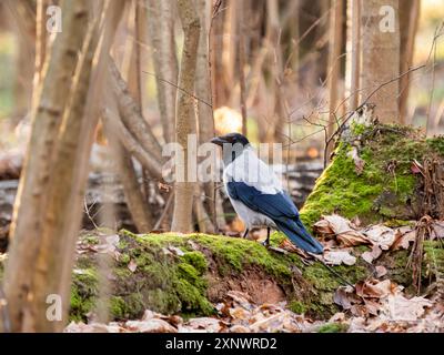 Die Kapuzenkrähe oder Corvus cornix, auch als „Schimpelkrähe“ oder „Hoodie“ bezeichnet. Herbstsonnenlicht im Wald. Stockfoto