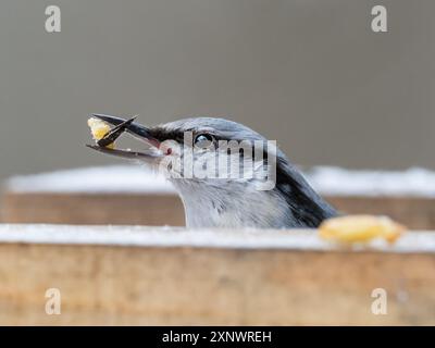 Die Eurasische Nuthatch oder Holznuthatch. Sitta europaea, ein kleiner Passerinvogel, nimmt Samen für Nahrung aus menschlich gemachtem Vogelfutter. Wintersaison. Stockfoto