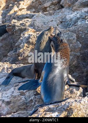 Guadalupe-Pelzrobben Arctocephalus townsendi, bei Neuzucht auf Las Animas Island, Baja California Sur, Sea of Cortez, Mexiko, Nordamerika Copyright Stockfoto