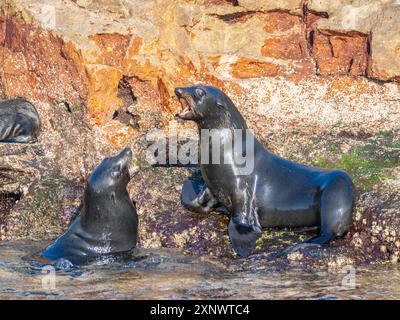 Guadalupe-Pelzrobben Arctocephalus townsendi, bei Neuzucht auf Las Animas Island, Baja California Sur, Sea of Cortez, Mexiko, Nordamerika Copyright Stockfoto