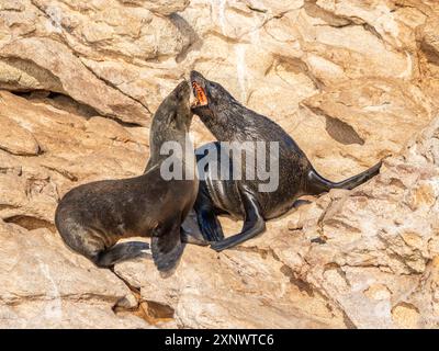 Guadalupe-Pelzrobben Arctocephalus townsendi, bei Neuzucht auf Las Animas Island, Baja California Sur, Sea of Cortez, Mexiko, Nordamerika Copyright Stockfoto