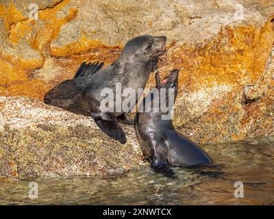 Guadalupe-Pelzrobben Arctocephalus townsendi, bei Neuzucht auf Las Animas Island, Baja California Sur, Sea of Cortez, Mexiko, Nordamerika Copyright Stockfoto