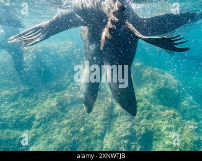 Guadalupe Pelzrobben Arctocephalus townsendi, Unterwasser auf Las Animas Island, Baja California Sur, Meer von Cortez, Mexiko, Nordamerika Copyright: MIC Stockfoto