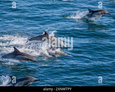 Delphinus capensis, eine Delfinkapsel, die vor Gorda Banks, Baja California Sur, Mexiko, Nordamerika reist Copyright: MichaelxNolan 11 Stockfoto