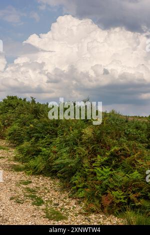 Cumulonimbuswolken und potenzielles Gewitter im Sommer, Großbritannien Stockfoto