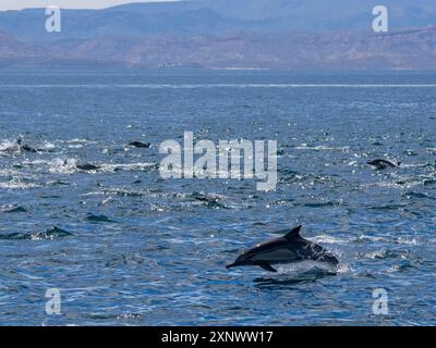 Delphinus capensis, eine Delfinkapsel, die vor Gorda Banks, Baja California Sur, Mexiko, Nordamerika reist Copyright: MichaelxNolan 11 Stockfoto