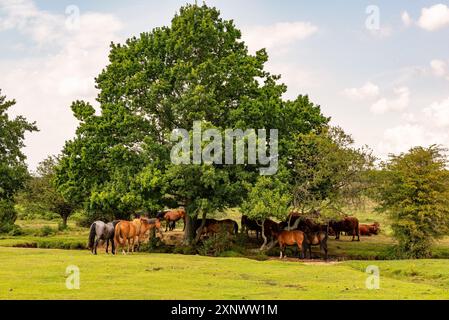 Viele New Forest Ponys schützen vor Hitze unter einem Baum für Schatten bei heißem Wetter, Hampshire, Großbritannien, August Stockfoto