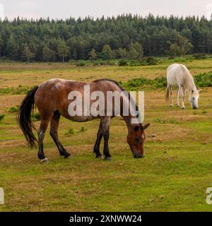 Zwei New Forest Ponys, eins weiß, eins braun, New Forest, Hampshire, England, Großbritannien Stockfoto