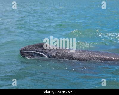 Kalifornisches Grauwal Eschrictius robustus, Oberfläche in San Ignacio Lagoon, Baja California, Mexiko, Nordamerika Copyright: MichaelxNolan 1112 Stockfoto