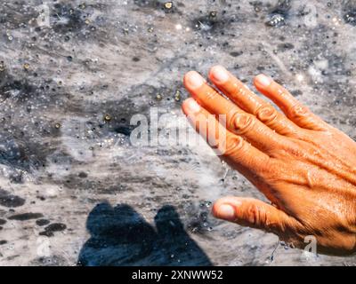 Kalifornisches Grauwal Eschrictius robustus und Tourist s Hand in San Ignacio Lagoon, Baja California, Mexiko, Nordamerika Copyright: MichaelxN Stockfoto