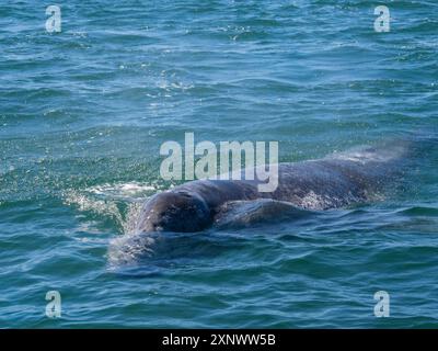 Kalifornisches Grauwal Eschrictius robustus, Oberfläche in San Ignacio Lagoon, Baja California, Mexiko, Nordamerika Copyright: MichaelxNolan 1112 Stockfoto