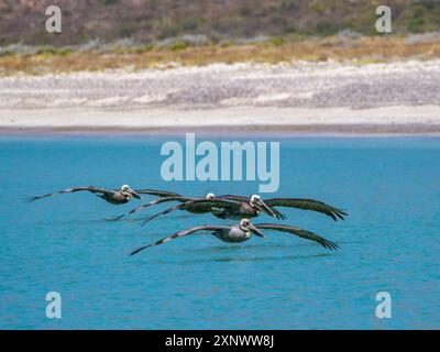 Erwachsene braune Pelikane Pelecanus occidentalis, fliegt in Formation, Isla Carmen, Baja California Sur, Mexiko, Nordamerika Copyright: MichaelxNolan 111 Stockfoto