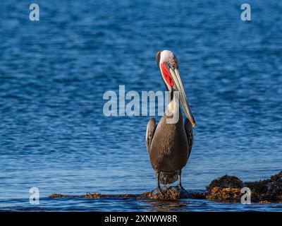 Erwachsener brauner Pelikan Pelecanus occidentalis, auf einer kleinen Insel nahe Isla Salsipuedes, Baja California, Mexiko, Nordamerika Copyright: MichaelxNolan 11 Stockfoto