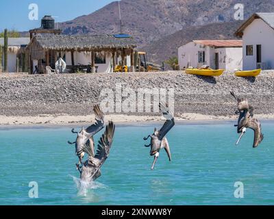 Erwachsene braune Pelikane Pelecanus occidentalis, Tauchtauchen für Fische, Isla Carmen, Baja California Sur, Mexiko, Nordamerika Copyright: MichaelxNolan Stockfoto