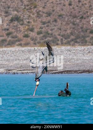 Erwachsene braune Pelikane Pelecanus occidentalis, Tauchtauchen für Fische, Isla Carmen, Baja California Sur, Mexiko, Nordamerika Copyright: MichaelxNolan Stockfoto