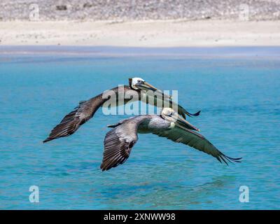 Erwachsene braune Pelikane Pelecanus occidentalis, fliegt in Formation, Isla Carmen, Baja California Sur, Mexiko, Nordamerika Copyright: MichaelxNolan 111 Stockfoto