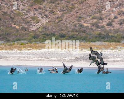 Erwachsene braune Pelikane Pelecanus occidentalis, Tauchtauchen für Fische, Isla Carmen, Baja California Sur, Mexiko, Nordamerika Copyright: MichaelxNolan Stockfoto