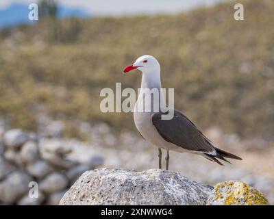 Heermanns Möwe Larus heermanni, in der Zuchtkolonie Isla Rasa, Baja California, Meer von Cortez, Mexiko, Nordanerica Copyright: MichaelxNolan 1112- Stockfoto