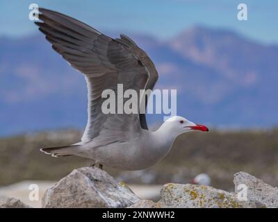 Heermanns Möwe Larus heermanni, in der Zuchtkolonie Isla Rasa, Baja California, Meer von Cortez, Mexiko, Nordanerica Copyright: MichaelxNolan 1112- Stockfoto