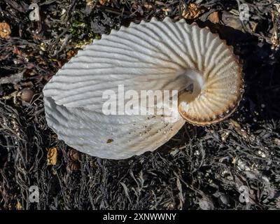 Eine argonaut-Gattung Argonauta, eine Gruppe pelagischer Oktopusse. Baja California, Sea of Cortez, Mexiko, Nordamerika Copyright: MichaelxNolan 1112-8963 Stockfoto