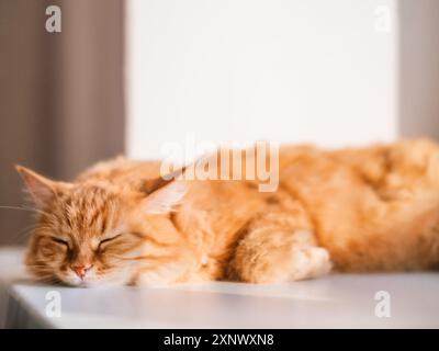 Süße Ingwerkatze schläft auf der Fensterbank. Flauschiges Haustier hat ein Nickerchen bei Sonnenlicht. Gemütliches Zuhause. Komfort und Ruhe. Stockfoto