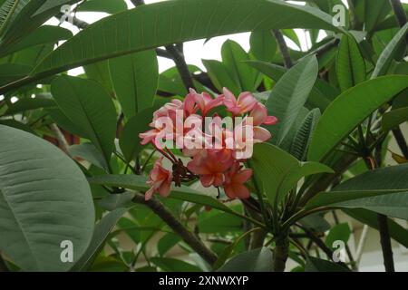 Plumeria Rubra oder rosa Frangipani, ein Baum, der oft als Zierpflanze in den Gärten gepflanzt wird. Stockfoto