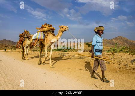 Kamelkarawane mit Feuerholz durch Keren, Eritrea, Afrika Copyright: MichaelxRunkel 1184-11988 nur redaktionelle Verwendung Stockfoto