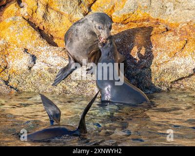 Guadalupe-Pelzrobben (Arctocephalus townsendi), auf der Insel Las Animas, Baja California Sur, Meer von Cortez, Mexiko, Nordamerika Stockfoto