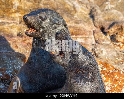 Guadalupe-Pelzrobben (Arctocephalus townsendi), auf der Insel Las Animas, Baja California Sur, Meer von Cortez, Mexiko, Nordamerika Stockfoto