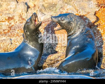 Guadalupe-Pelzrobben (Arctocephalus townsendi), auf der Insel Las Animas, Baja California Sur, Meer von Cortez, Mexiko, Nordamerika Stockfoto