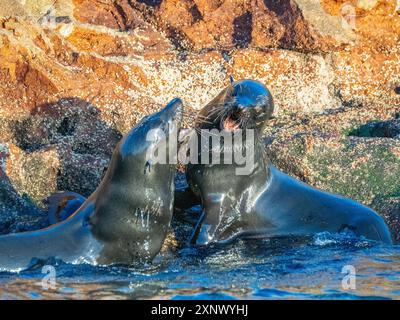 Guadalupe-Pelzrobben (Arctocephalus townsendi), auf der Insel Las Animas, Baja California Sur, Meer von Cortez, Mexiko, Nordamerika Stockfoto