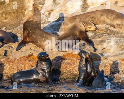 Guadalupe-Pelzrobben (Arctocephalus townsendi), auf der Insel Las Animas, Baja California Sur, Meer von Cortez, Mexiko, Nordamerika Stockfoto