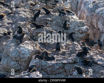 Guadalupe-Pelzrobben (Arctocephalus townsendi), auf der Insel Las Animas, Baja California Sur, Meer von Cortez, Mexiko, Nordamerika Stockfoto