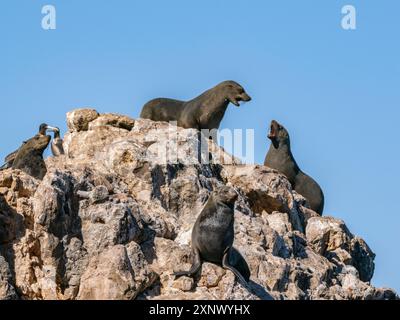 Guadalupe-Pelzrobben (Arctocephalus townsendi), auf der Insel Las Animas, Baja California Sur, Meer von Cortez, Mexiko, Nordamerika Stockfoto