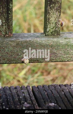 Gartenschnecken kriechen um ein Geländer Stockfoto