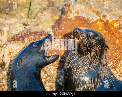 Guadalupe-Pelzrobben (Arctocephalus townsendi), auf der Insel Las Animas, Baja California Sur, Meer von Cortez, Mexiko, Nordamerika Stockfoto